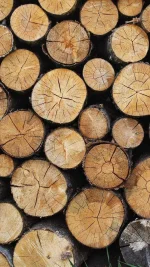 Wood-Nature-Cut-Pattern.jpeg