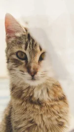 Cat-Watching-You-Eye-Animal-Cute-Morning.jpg