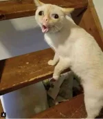 611302 611302