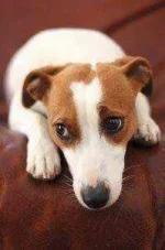 76d18a49b5809d476f9d269c6624b06f--russell-terrier-jack-russel.webp