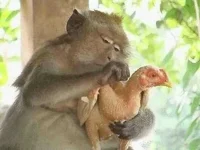 FB_IMG_15420470734123303.webp