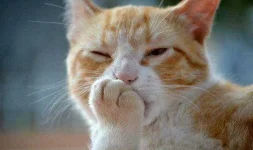 at-licking-his-paws-857351.webp