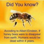 honey.webp