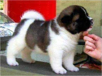 Akita-Puppies-For-Adoption509cebe4628e8f16ab89.webp
