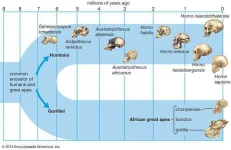 divergence-humans-apes-ancestor.jpg