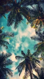 Bel_air_Palms-b8d6f25f-37a9-429c-a5f8-605d296e6b89.webp