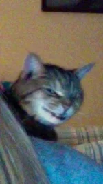 pixel.webp