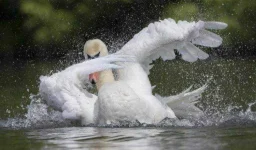.dab swan.webp