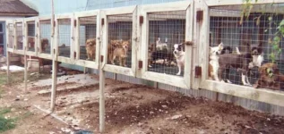 puppy-mill.webp