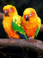 images.webp images.webp