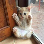 j7zo1jii4cd41.webp