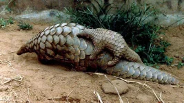 pangolins.webp pangolins.webp