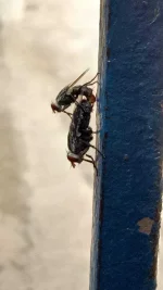 fly.webp