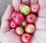 Image result for aratilis