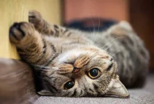 images.webp