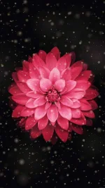 red_dahlia_flower-wallpaper-11406484.webp
