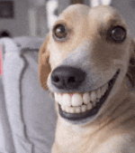 English Smile GIF English Smile GIF