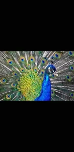 Screenshot_20200617-221341_Gallery.webp