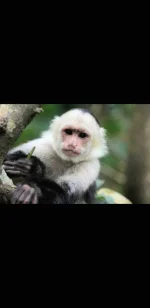Monkey.webp