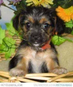 1356019109~A-black-and-tan-colored-Yorkipoo-puppy.webp