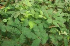 USES OF MAKAHIYA ( THE SHY TYPE PLANT) — Steemit
