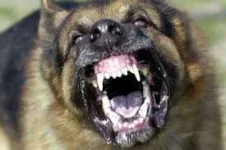 angry dog.webp