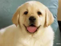 cute dog.webp
