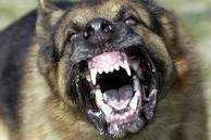 angry dog.webp