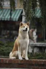 hachiko.webp