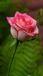 rose.webp
