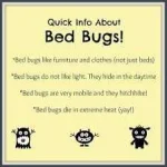 bugs.webp