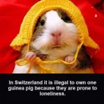 InstaSave.webp