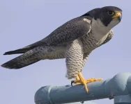 Peregrine_Falcon_w02-50-103_l.webp