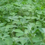 Fenugreek1_ab774497-85c1-4abc-b3ca-85be0c90b725_grande.webp