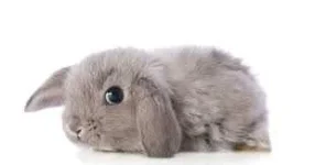 rabbit.webp