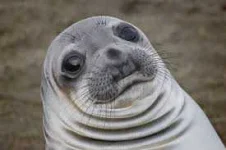 seal.webp