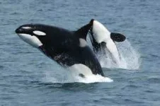 whales.webp