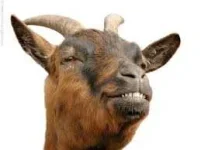 goat.webp