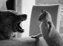 catdog.webp