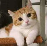 jdadvg8c3yfb.webp