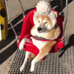 giphy.gif giphy.gif
