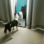 giphy.gif giphy.gif