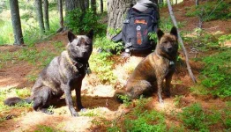 Kai-Dogs-hunting.webp