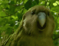 giphy.gif giphy.gif