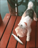 giphy.gif giphy.gif