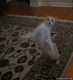 giphy.gif
