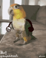 ClearcutCostlyChevrotain-size_restricted.gif
