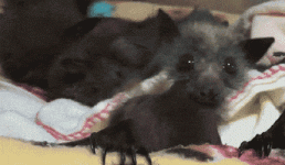 200.gif