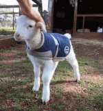 200.gif 200.gif