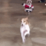 200.gif
